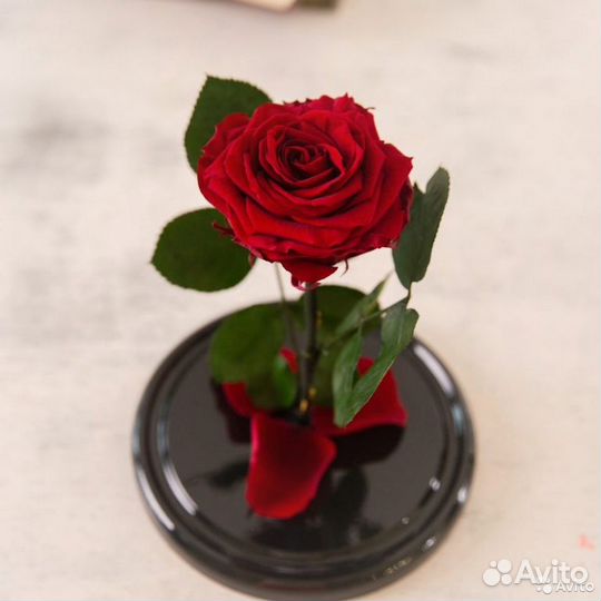 Роза в колбе