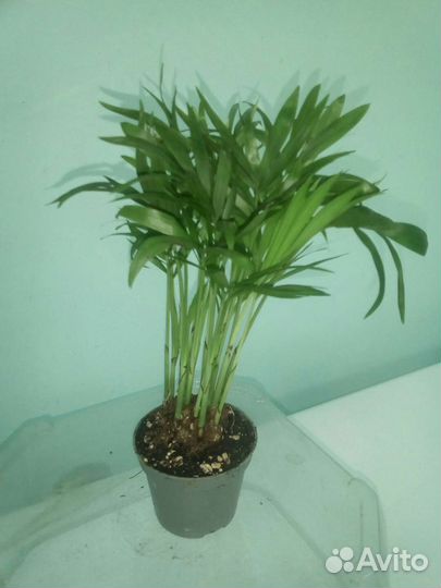 Хамедорея элеганс