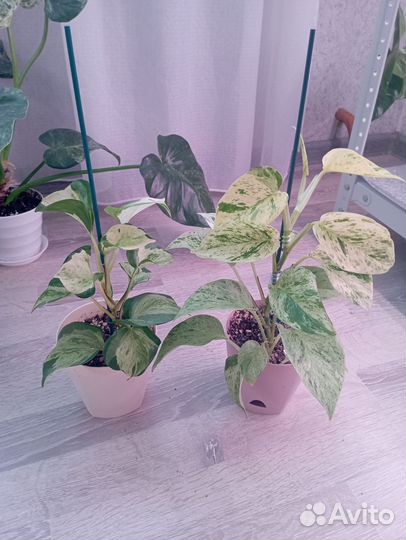 Эпипремнум