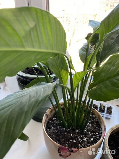 Лилия, спатифиллум