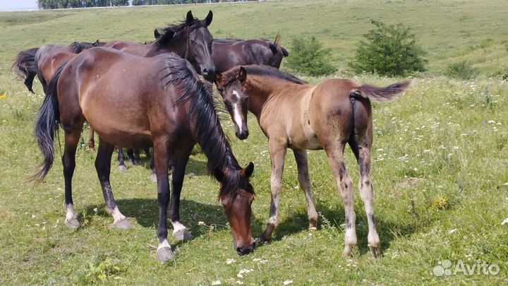 Лошади и бык