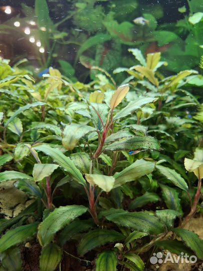 Буцефаландры и Анубиас