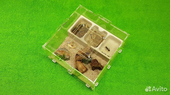 Муравьиная ферма (формикарий) для муравьев