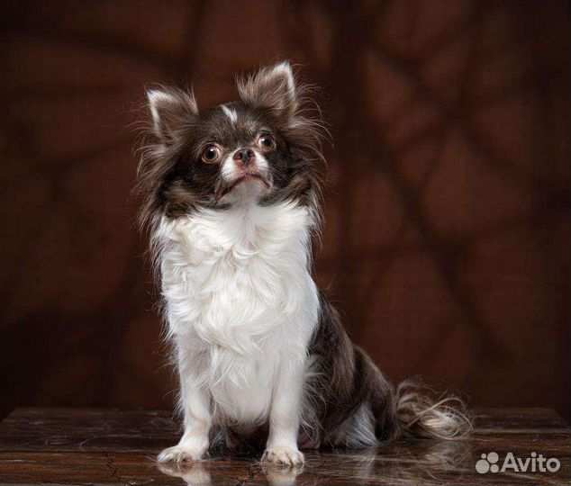 Чихуахуа мальчик, документы РКФ