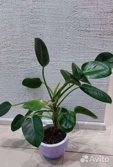 Филодендрон green princess