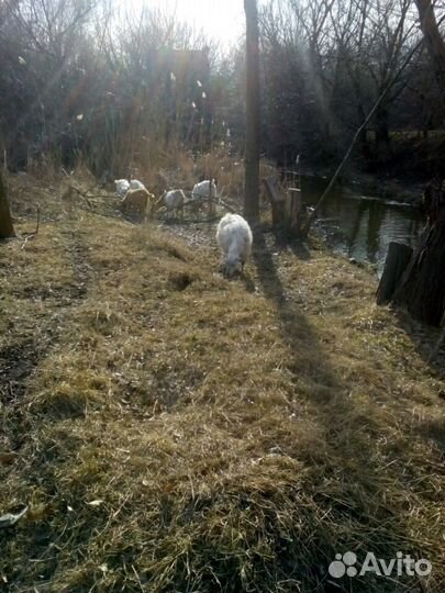 Козье молоко, мясо,творог, сыр, риккота, сыворотка