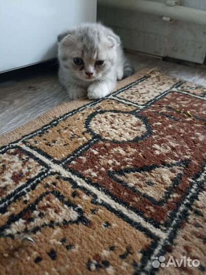 Шотландская вислоухая кошка