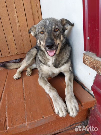 Лютик продолжает ждать семью