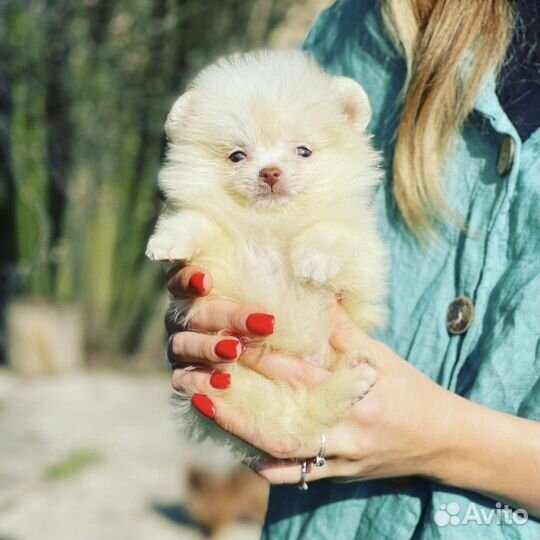 Шпиц померанский белого окраса