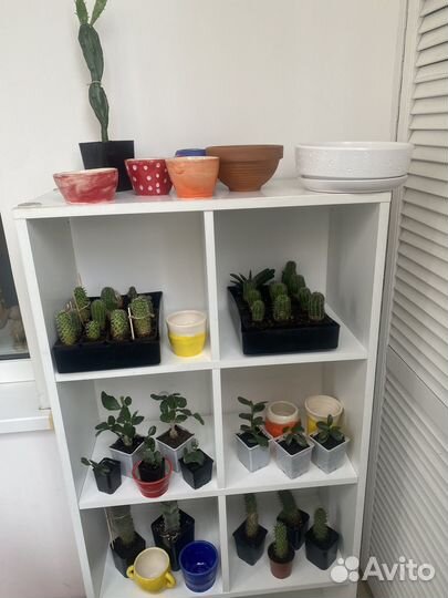 Кактусы и кактусята