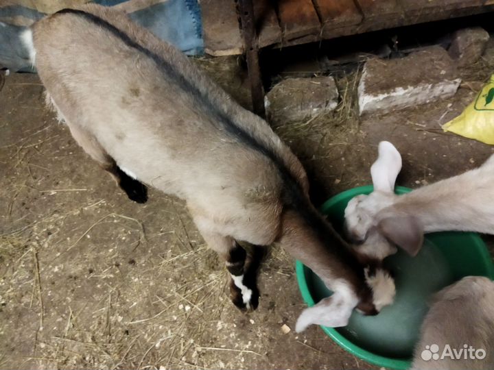 Козел и козочки