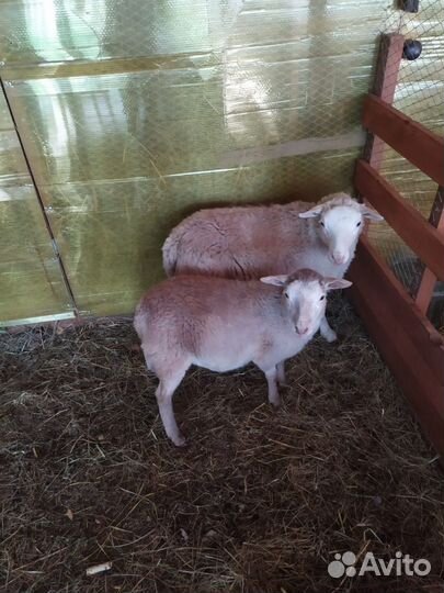 Катумские баранчики