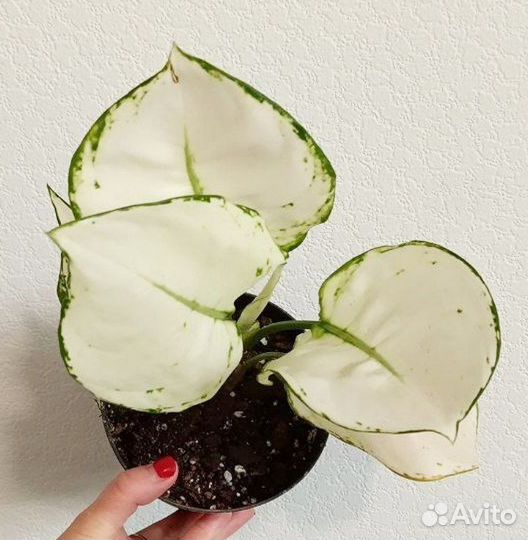 Аглаонема Вайт джой