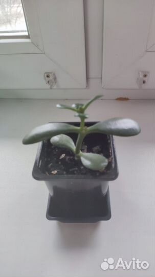 Денежное дерево толстянка крассула