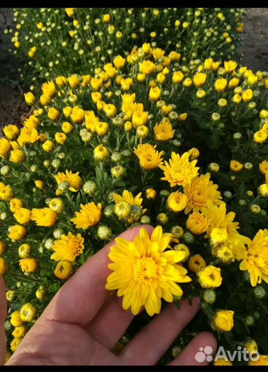 Растения для сада