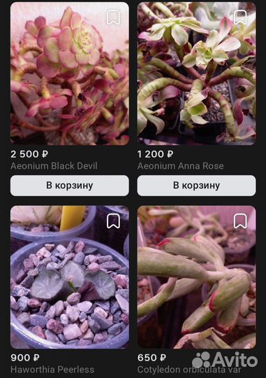 Суккуленты