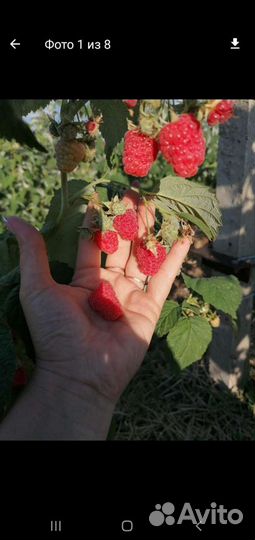 Саженцы малины