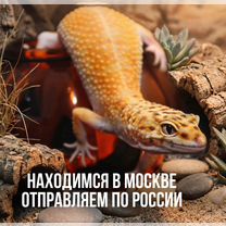 Эублефар с террариумом и полным комплектом, Москва