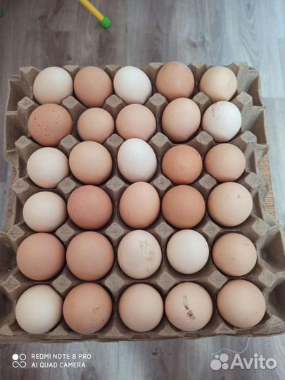 Яйца домашних кур