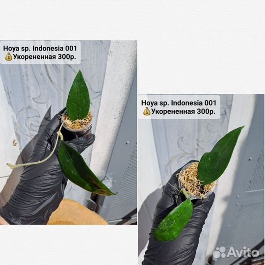 Хойи разные сорта