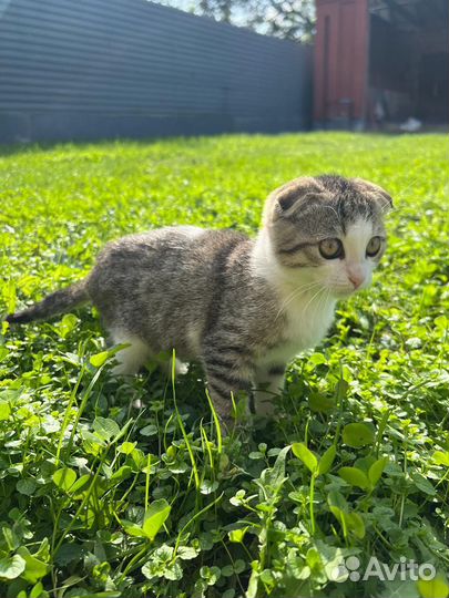Вислоухий котенок, девочка. Добрые руки