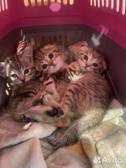 Шотландскик котята вислоухие