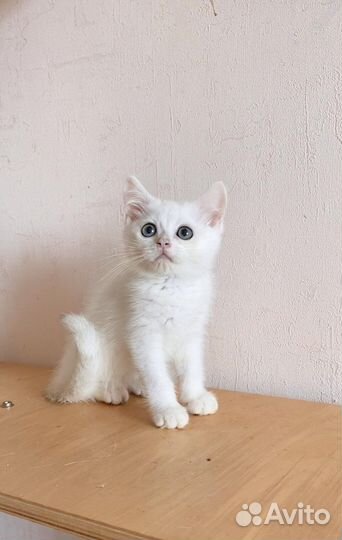 Золотые и серебристые котята