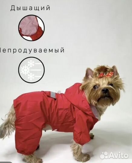 Дождевик для собаки (мальчика) новый и Шлейка