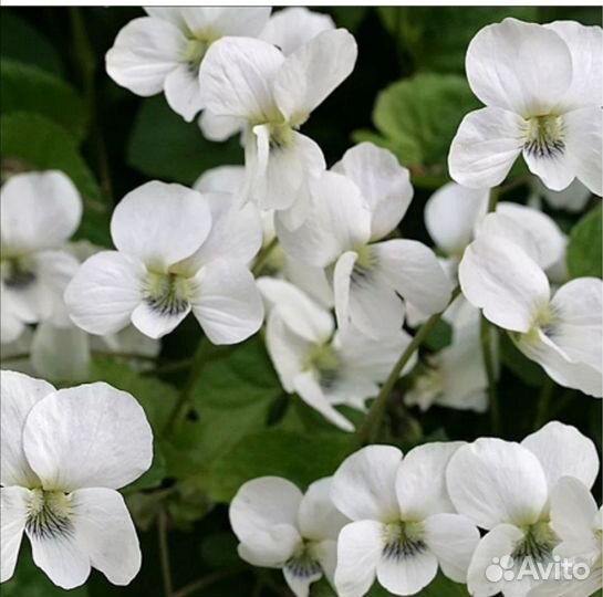 Фиалки многолетние