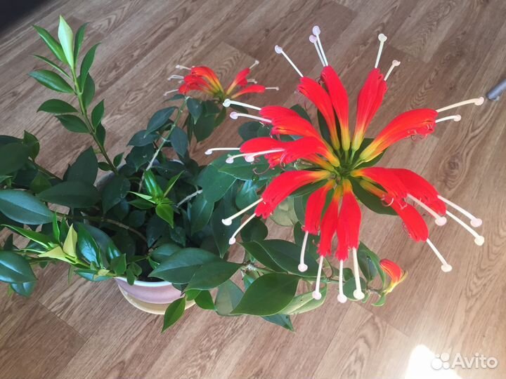 Эсхинантус «жар птица»