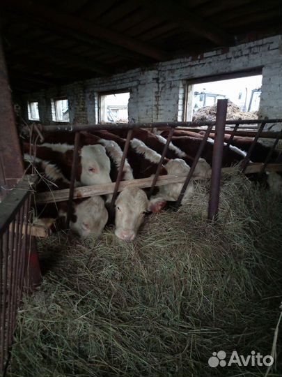 Сельхоз животные