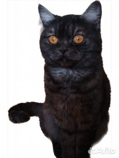 Кошка ищет дом