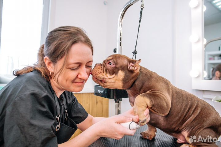 Груминг салон: стрижка собак и кошек
