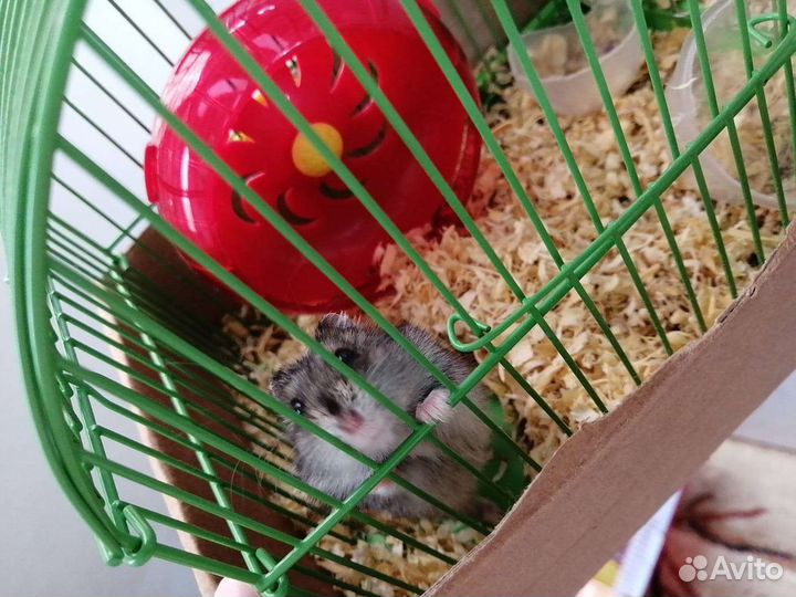 Клетка для грызунов