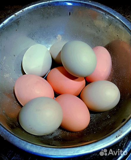 Куры несушки с цветным яйцом