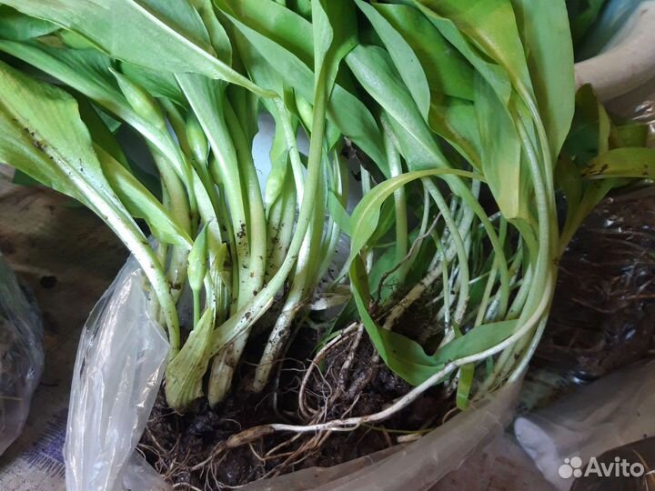 Черемша,лимонник,цветы