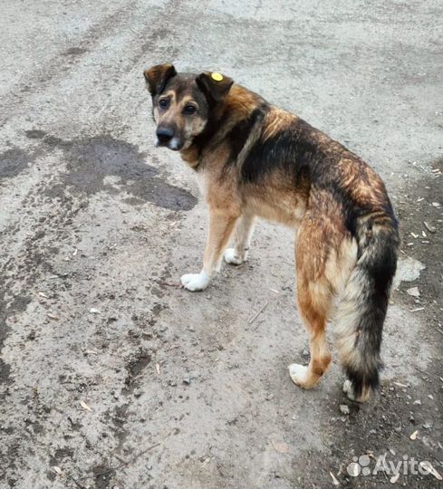 Собака в добрые руки