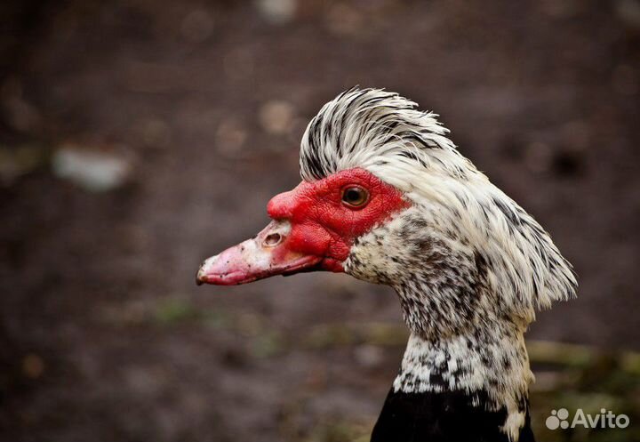 Индоутки на племя в Лобне