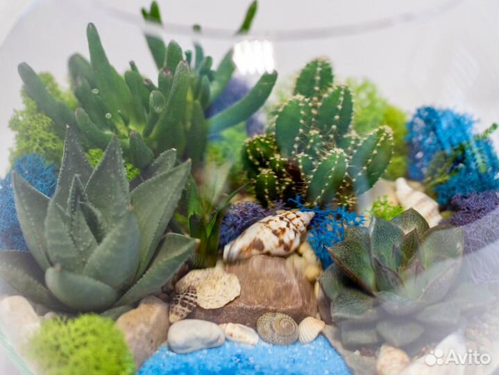 Флорариум с суккулентами и водоемом