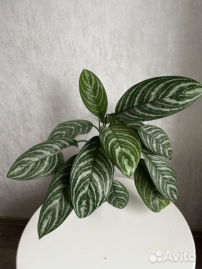 Аглаонема страйпс