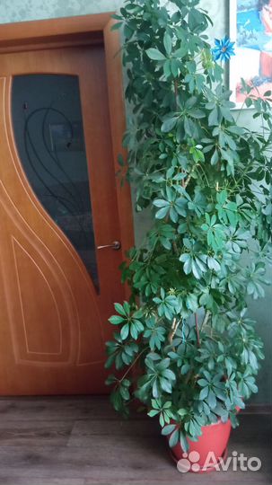 Комнатные цветы шеффлера