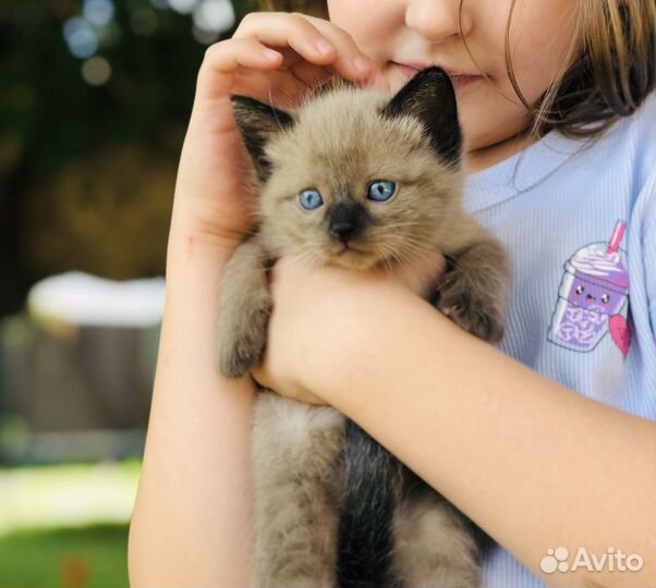 Отдам в добрые руки котят