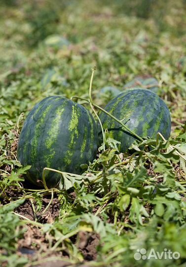 Семена Арбуза 