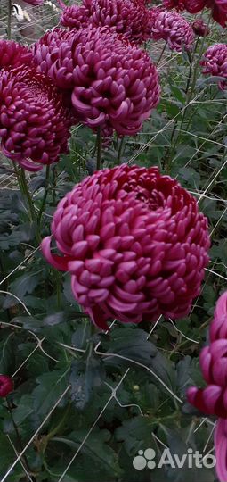 Хризантема