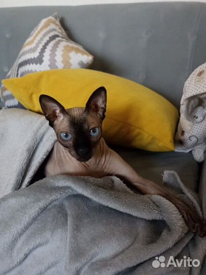 Канадский сфинкс