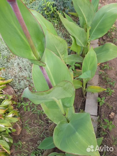 Цветы канны