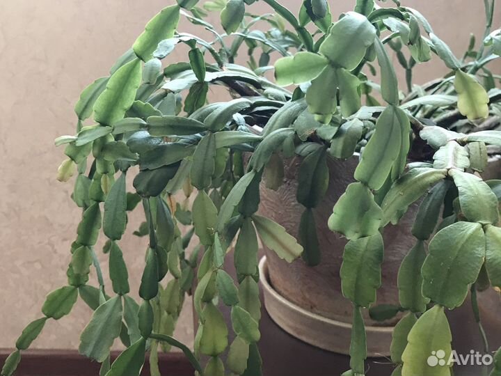 Цветок декабрист