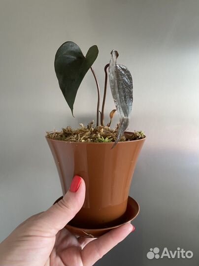 Антуриум Блэк лав (чёрный)