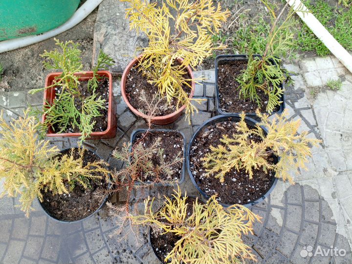 Садовые растения, хвойные саженцы