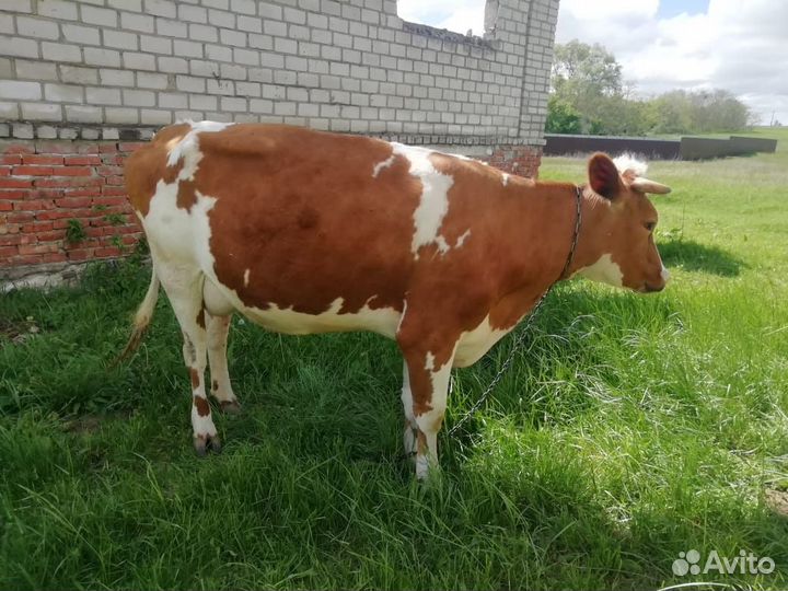 Коровы и телки